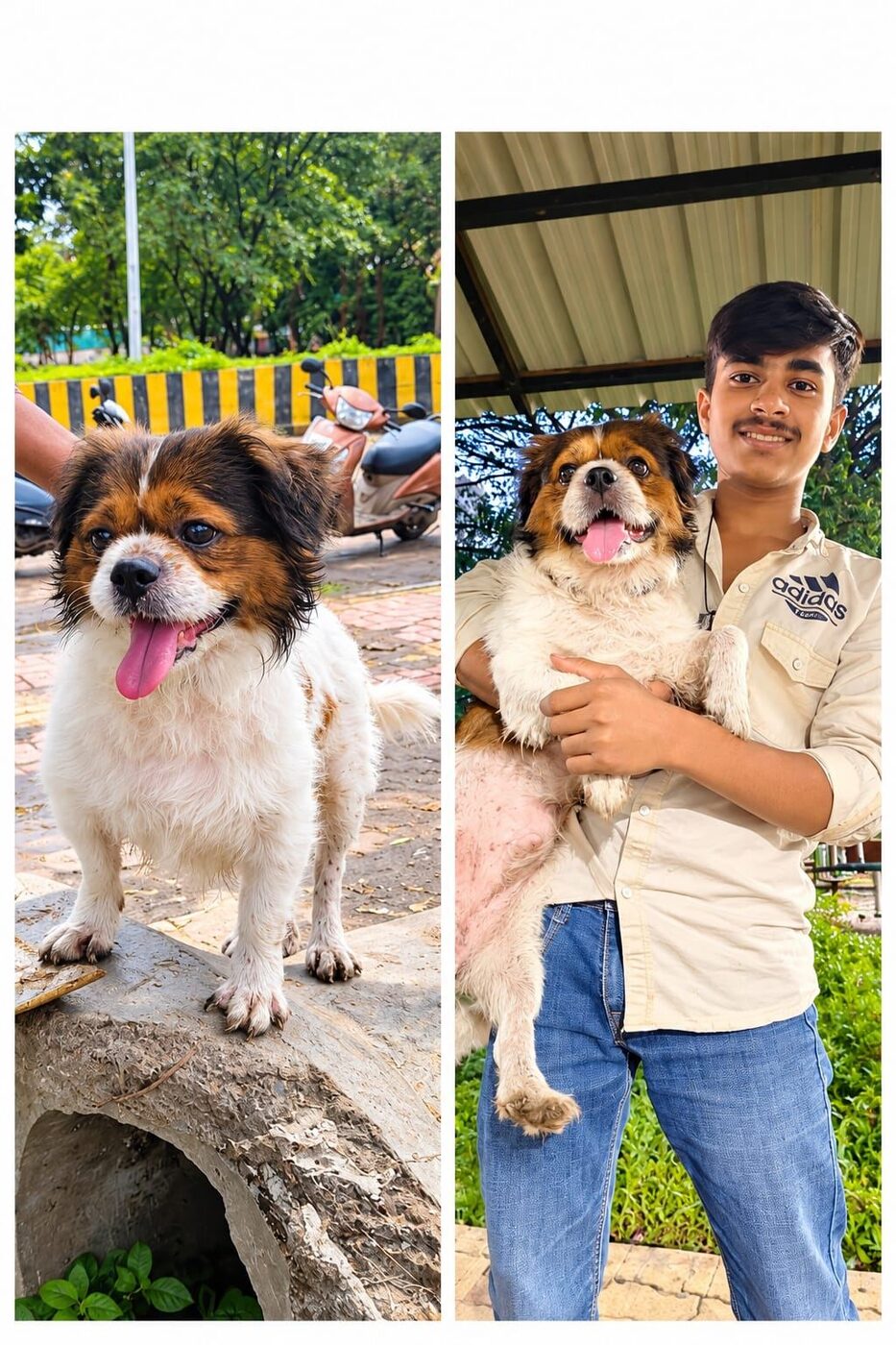 Companion dog enjoying care with a young adopter