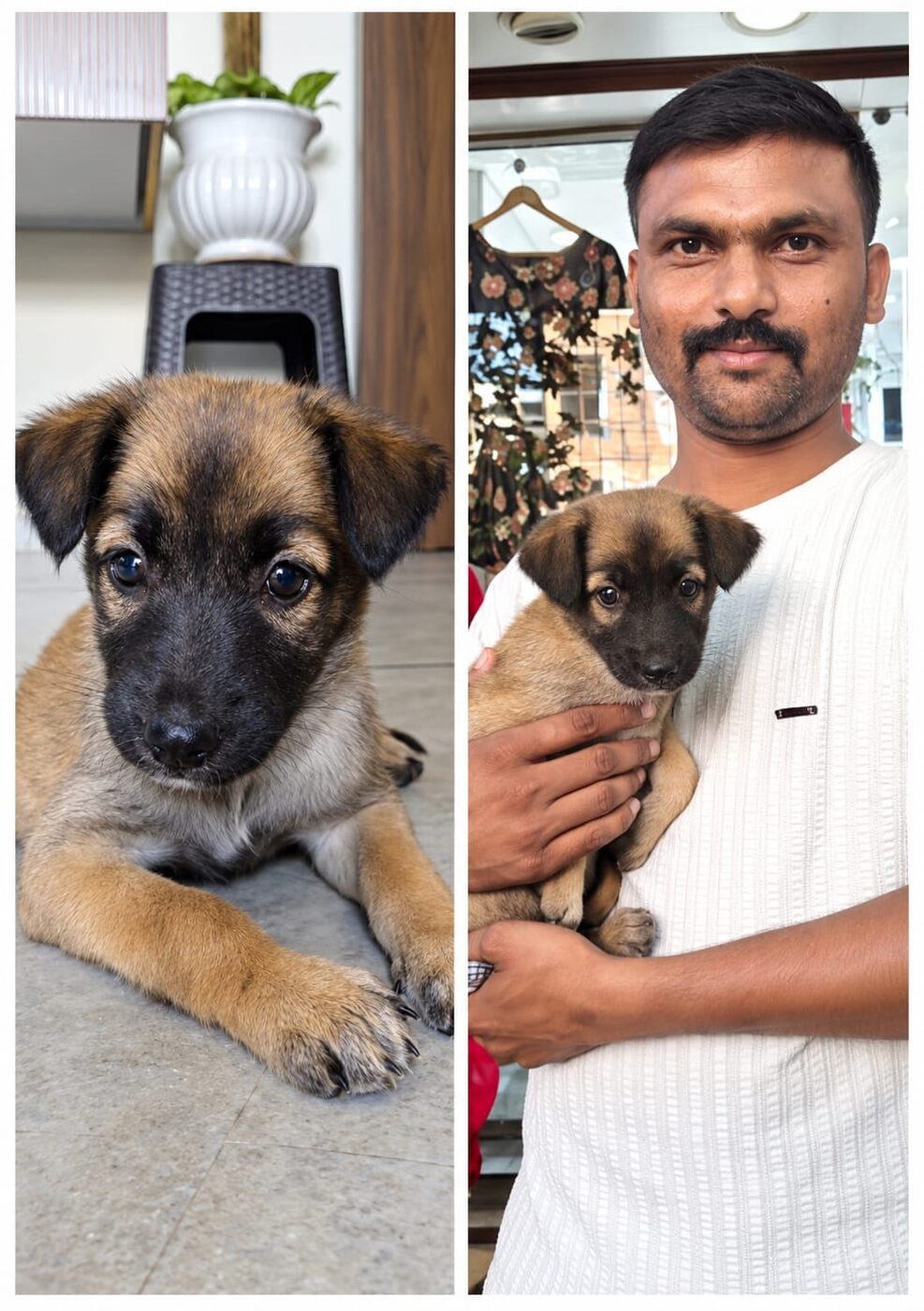 Adopted puppy being cared for by a new family