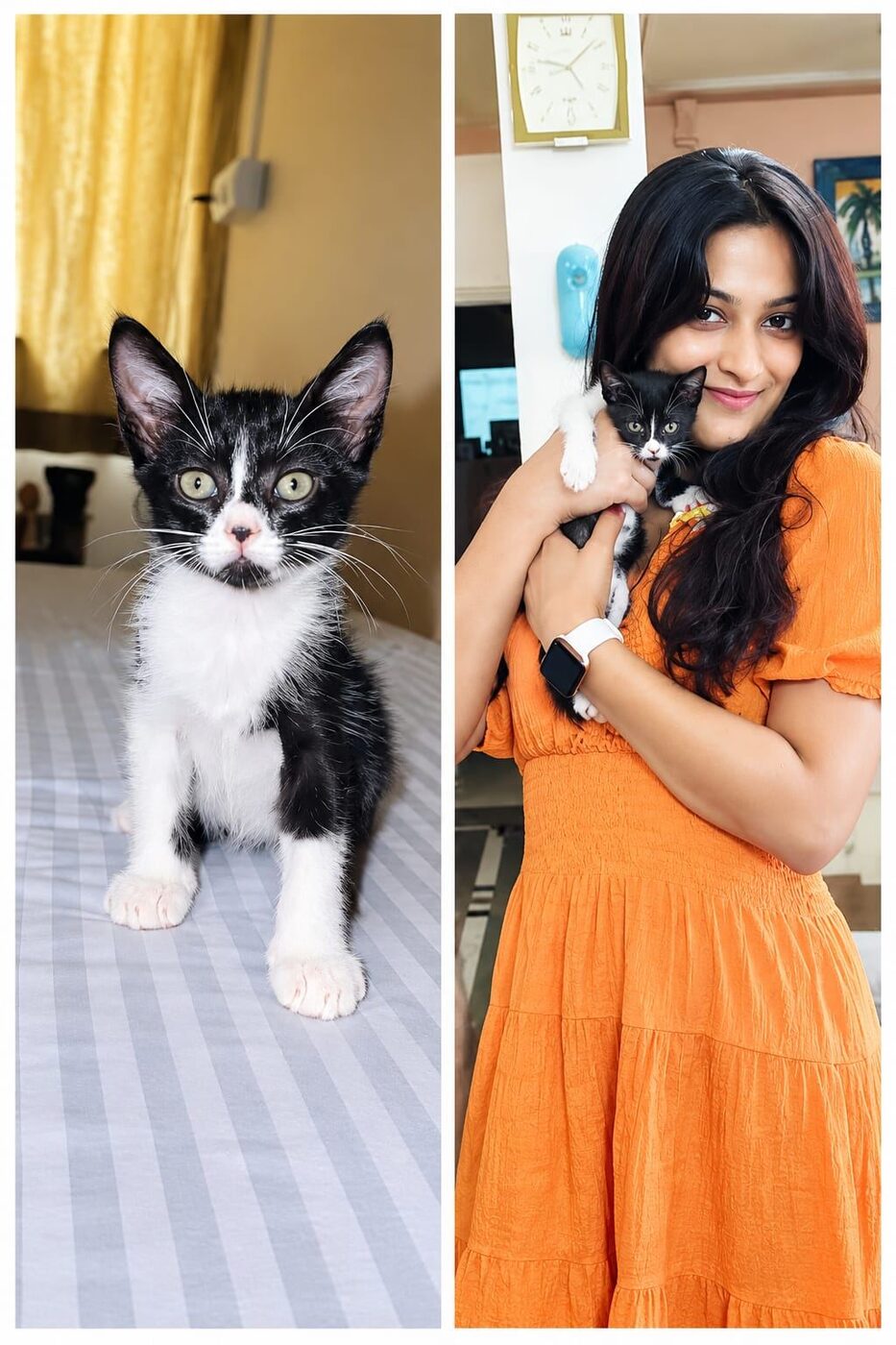 Rescued kitten sharing a foster moment with an adopter
