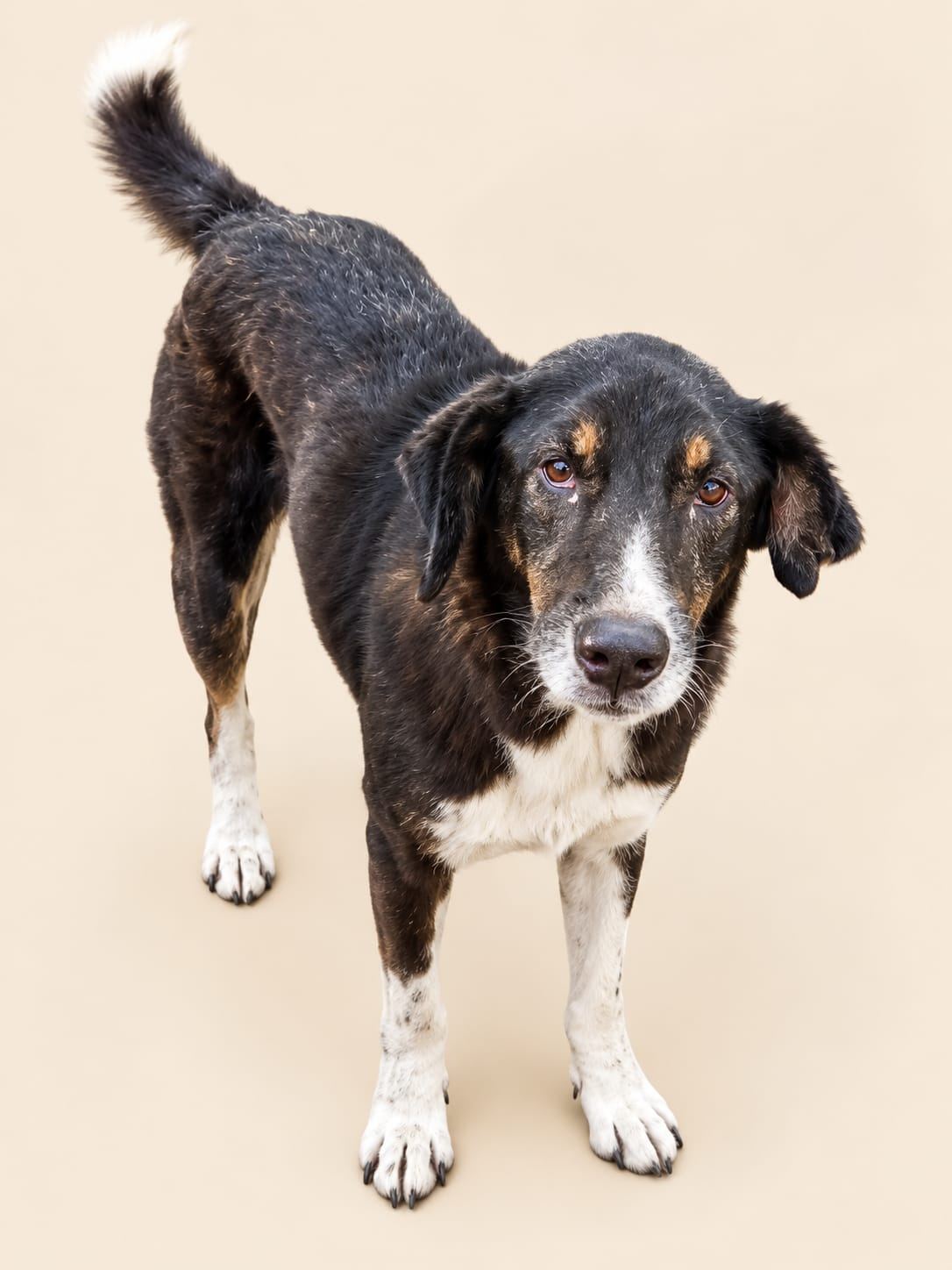 Paw Langar Foundation animal care