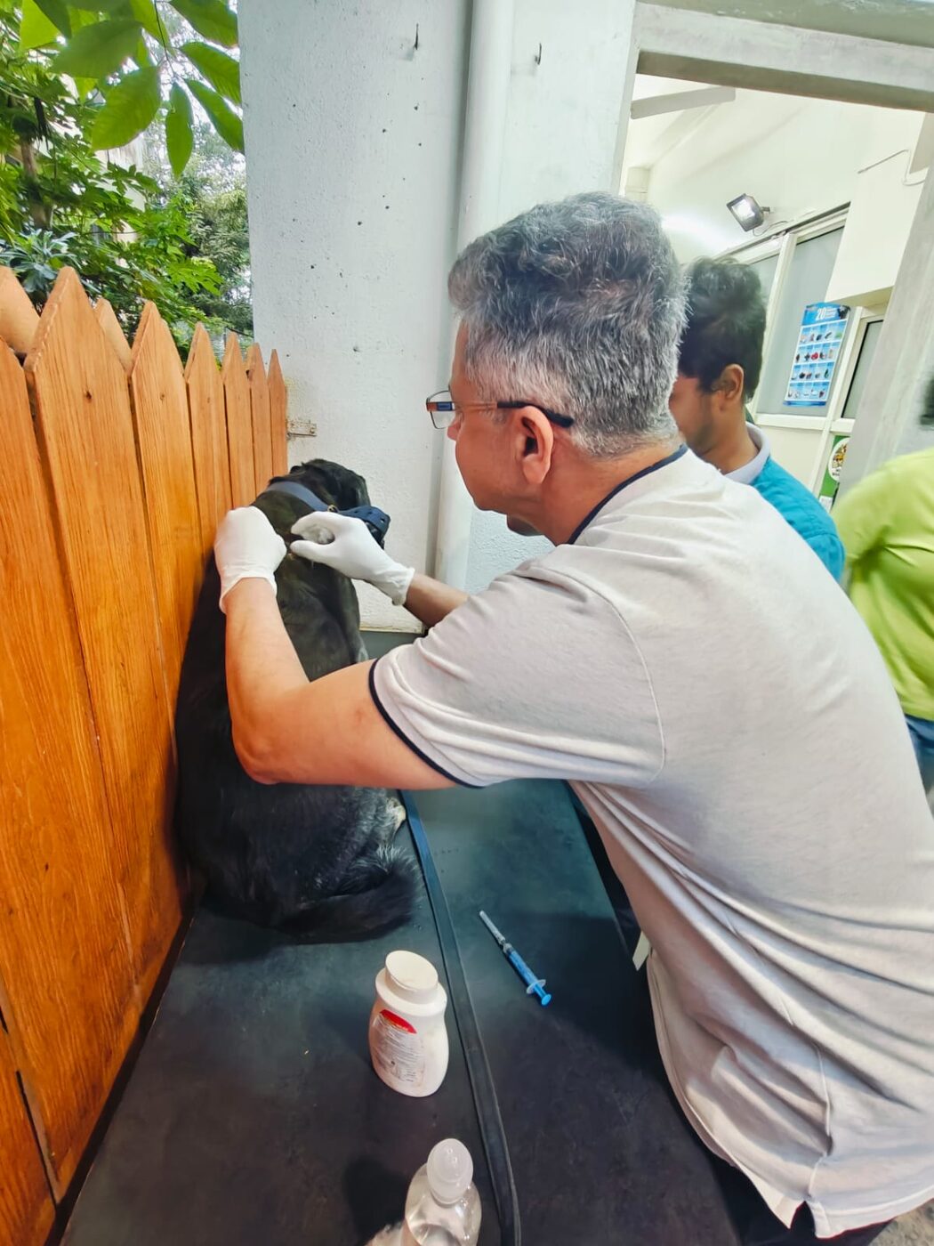 Rabies vaccination care for a community animal