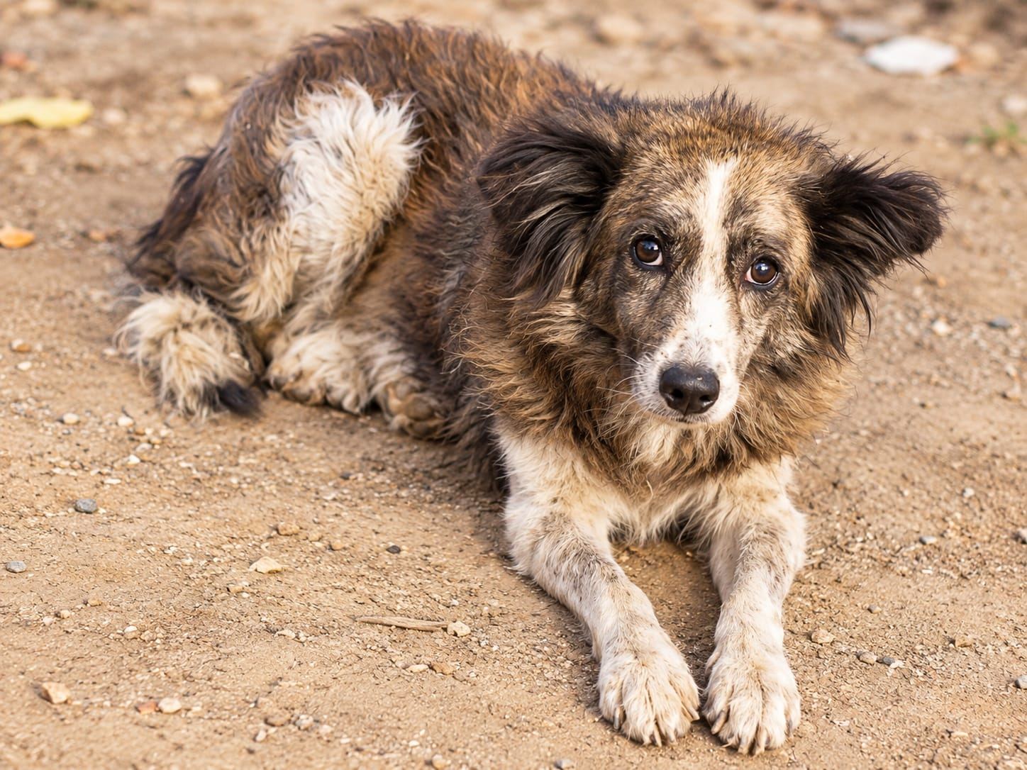 Paw Langar Foundation animal care
