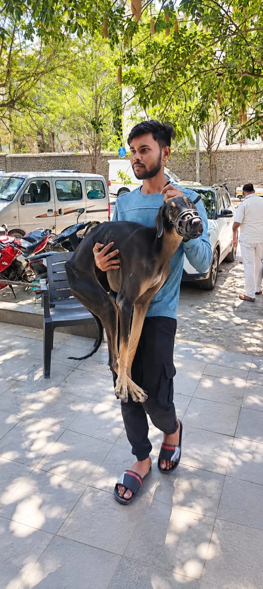 Rescued dog receiving care at an animal shelter