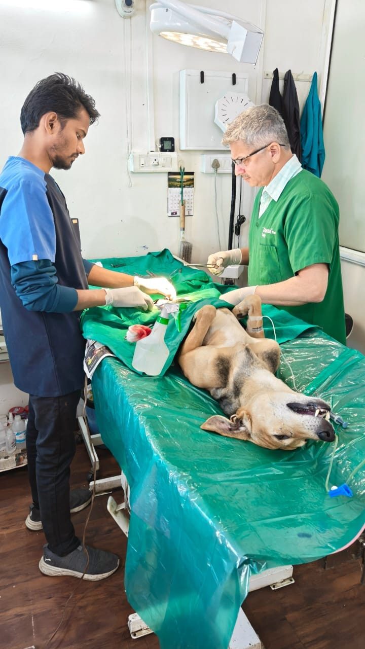 Veterinary team providing sterilisation care to a rescued dog