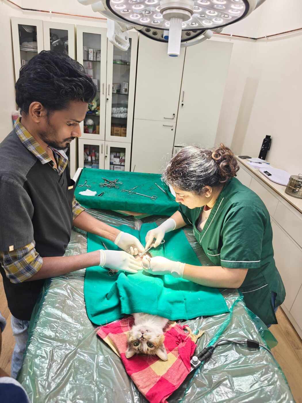 Veterinary team performing a sterilisation procedure for an animal