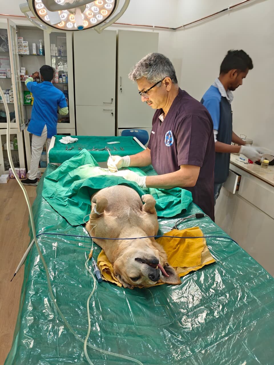 Veterinary team performing surgery on a community dog