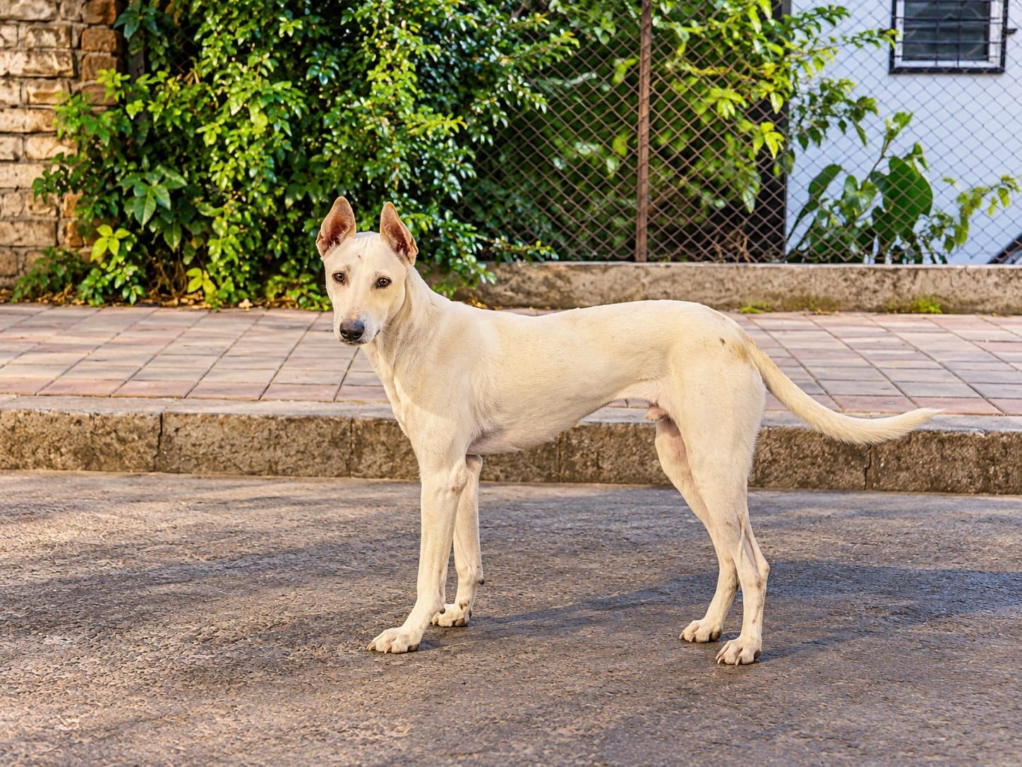 Paw Langar Foundation animal care
